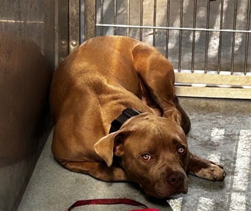 Photo of A5798092, adoptable Pit Bull Terrier in Baldwin Park, California