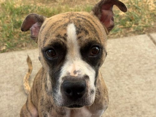 Photo of Sassy, adoptable Pit Bull Terrier in Tulsa, Oklahoma