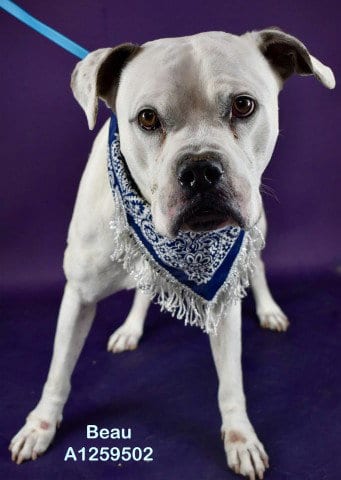 Photo of Beau, adoptable Pit Bull Terrier in Bakersfield, California