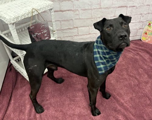Photo of The Mug, adoptable Labrador Retriever in Detroit, Michigan