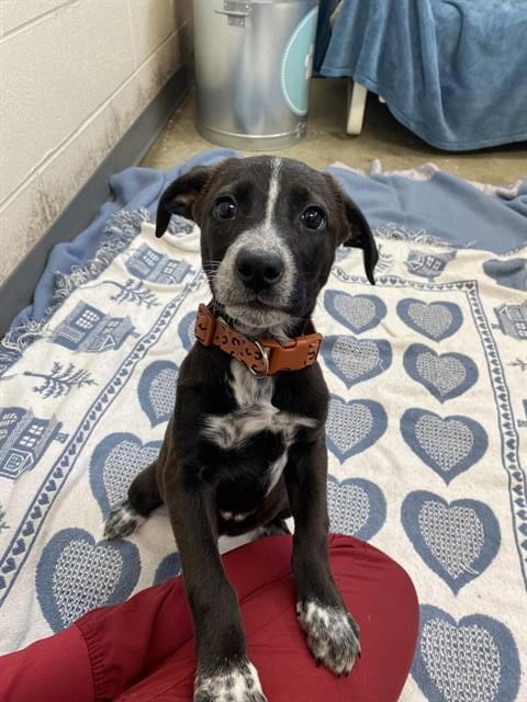 Photo of Scout, adoptable Labrador Retriever in Fort Wayne, Indiana