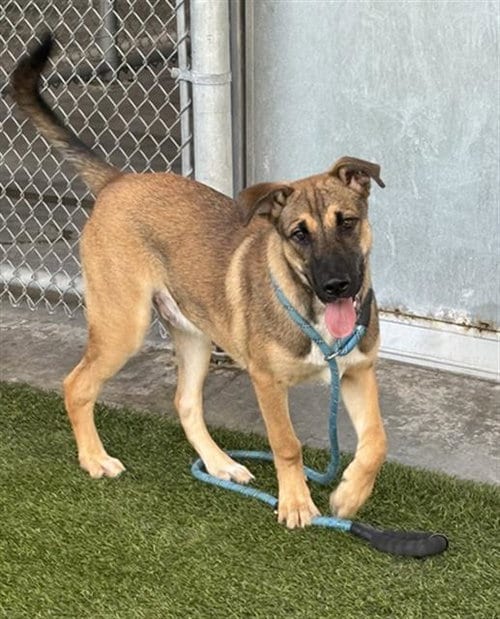 Photo of Cyrus, adoptable German Shepherd Dog in Baytown, Texas