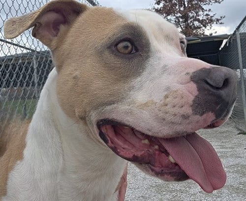 Photo of Po Boy, adoptable Pit Bull Terrier in Rogers, Arkansas