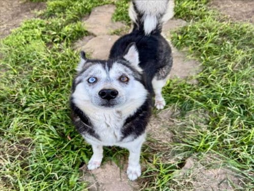 Photo of Magda, adoptable Husky in Houston, Texas