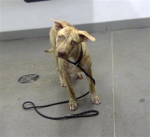 Photo of Phineas, adoptable Staffordshire Bull Terrier in Mesa, Arizona