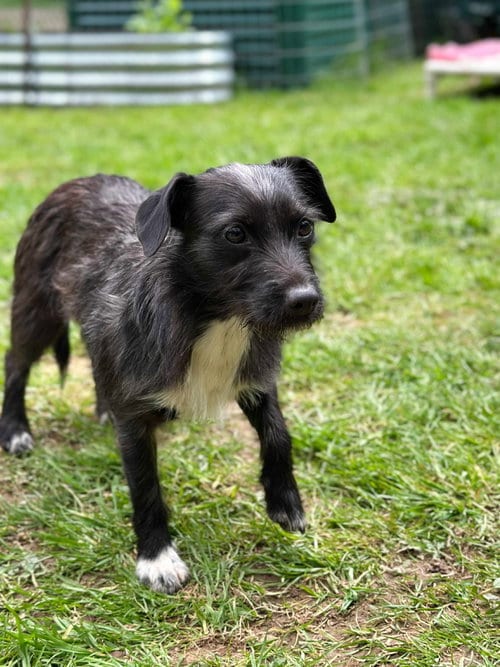 Photo of Luna, A Dachshund-Terrier mix, adoptable Dachshund in Arlington, Washington