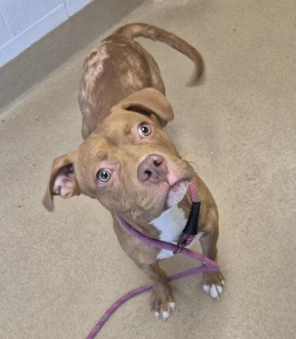 Photo of Phinneas, adoptable Pit Bull Terrier in Decatur, Illinois