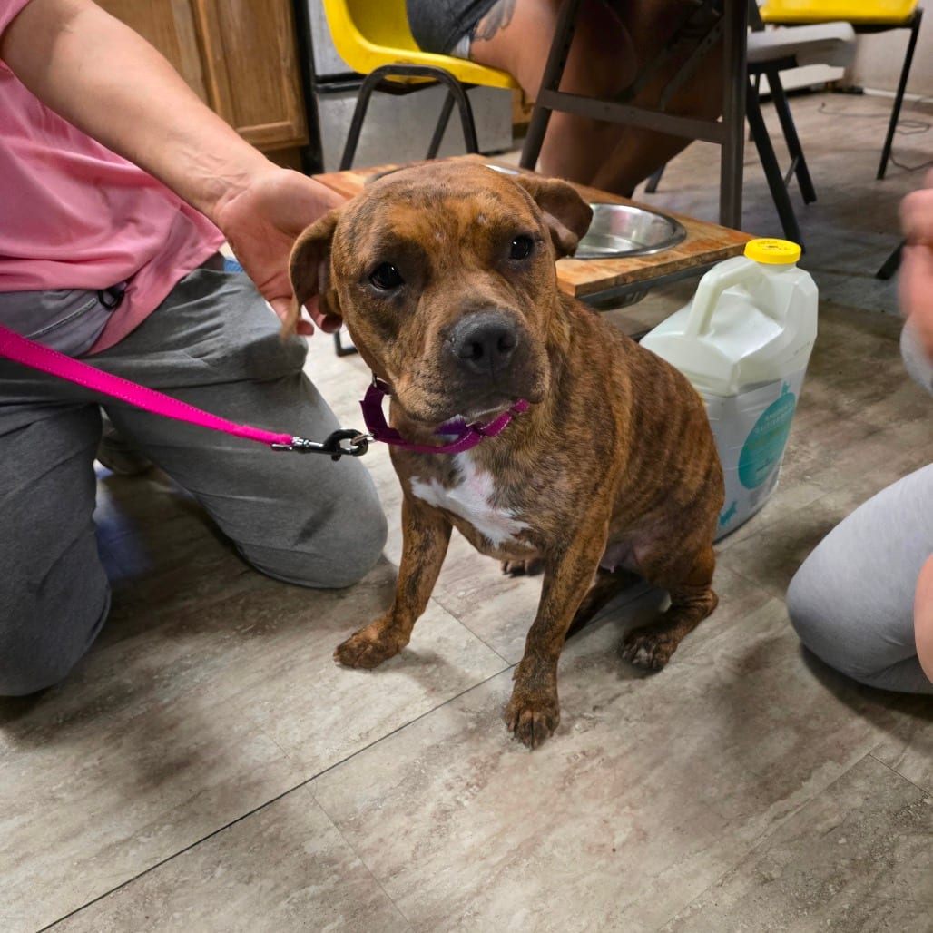 Photo of Bella, adoptable Bulldog, American in Hinesville, Georgia