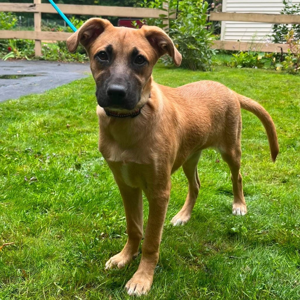 Photo of Nellie, adoptable Shepherd / Mixed Breed (Medium) in Alma, Wisconsin