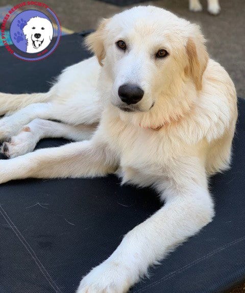 Photo of Quizzel, adoptable Great Pyrenees in Spring, Texas