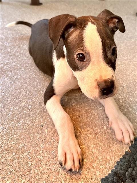Photo of Jake, adoptable Pit Bull Terrier in Oklahoma City, Oklahoma