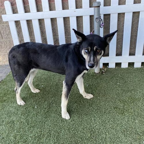 Photo of A615143, adoptable Siberian Husky in Modesto, California