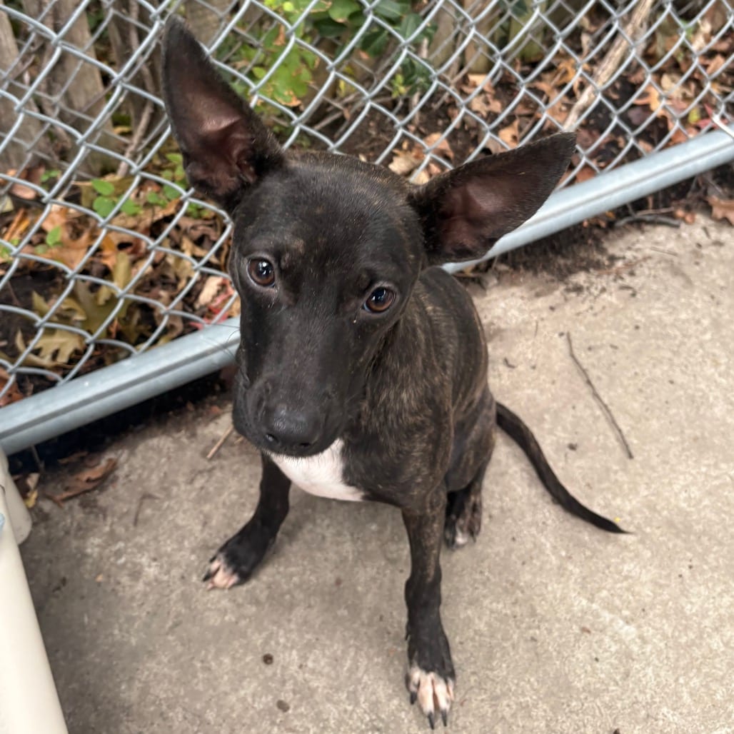 Photo of Bambi, adoptable Mixed Breed (Small) in East Hanover, New Jersey
