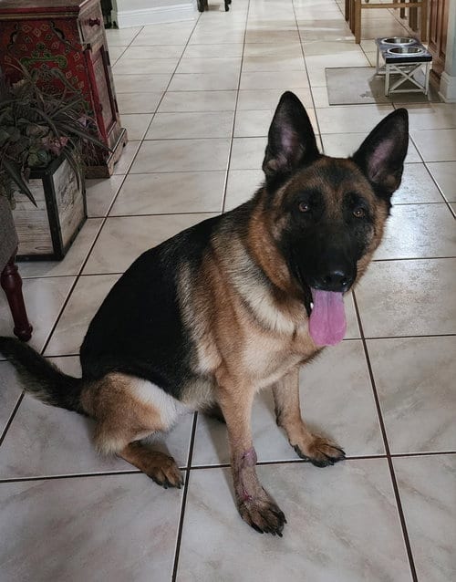 Photo of Mila, adoptable German Shepherd Dog in Tampa, Florida
