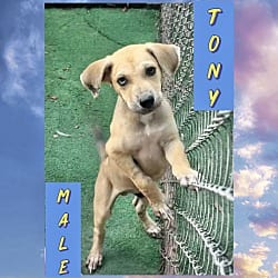 Photo of Tony meet me 10/10, adoptable Husky in East Hartford, Connecticut