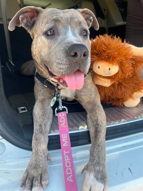 Photo of Peaches, adoptable Pit Bull Terrier in Santa Barbara, California