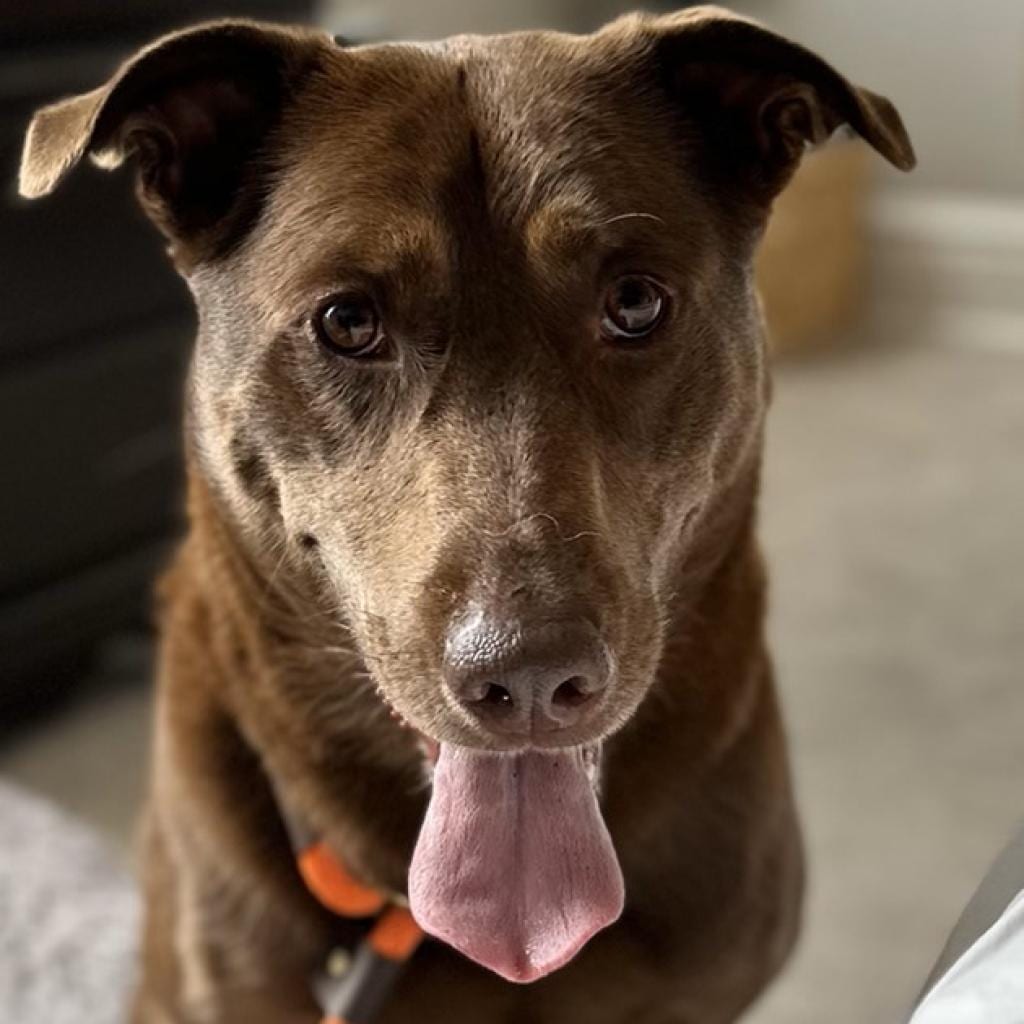 Photo of Pinkerton, adoptable Mixed Breed (Large) in St. Louis, Missouri