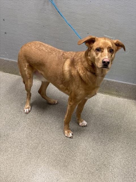 Photo of Kingdom, adoptable German Shepherd Dog in Las Vegas, Nevada