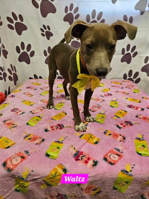 Photo of Waltz, adoptable Rat Terrier in Metairie, Louisiana