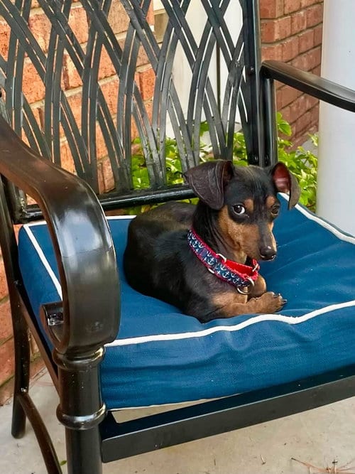Photo of Rockie, adoptable Dachshund in Myrtle Beach, South Carolina