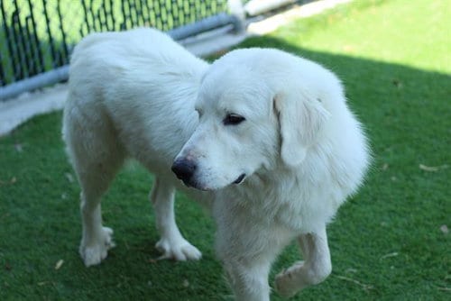 Photo of Yetti, adoptable Great Pyrenees in Grand Prairie, Texas