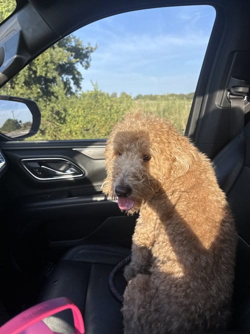 Photo of Flash, adoptable Golden Retriever in McKinney, Texas