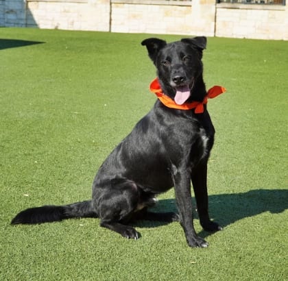 Photo of Lupe, adoptable Shepherd/Retriever
