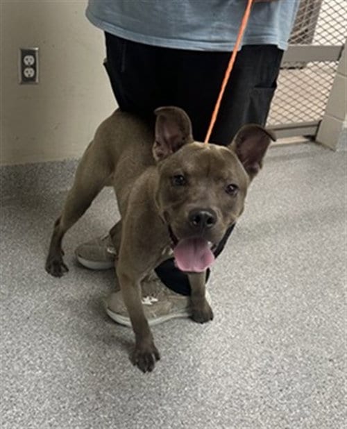Photo of Dakota, adoptable American Staffordshire Terrier in Pasadena, Texas