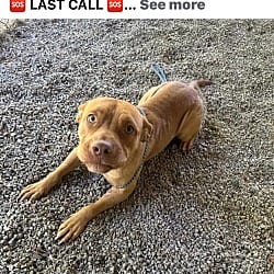 Photo of Mongora, adoptable Australian Cattle Dog in Liberty, South Carolina
