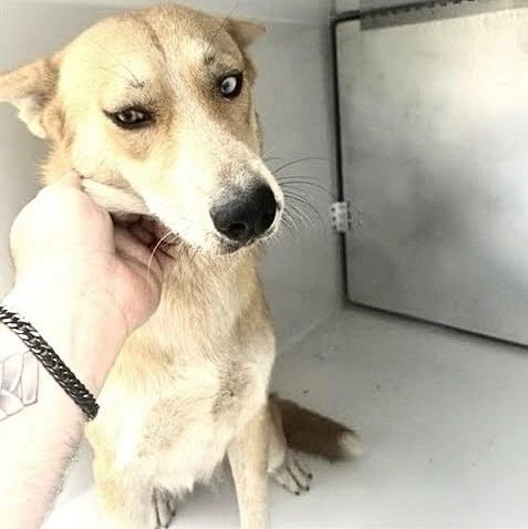 Photo of Senior Labrador Retriever mix, adoptable Labrador Retriever mix in Houston, Texas