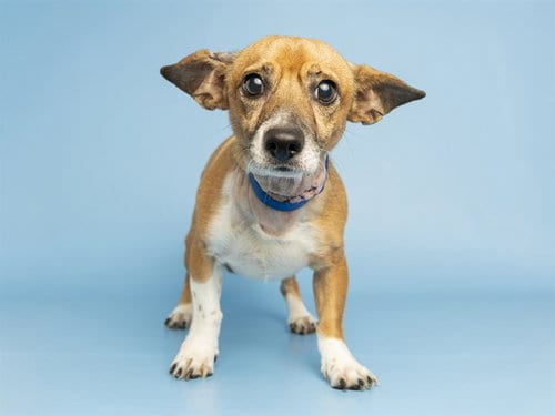 Photo of Butterscotch, adoptable Chihuahua in Phoenix, Arizona