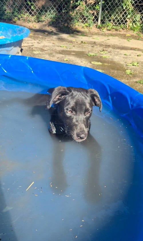 Photo of TT : Tulip, adoptable Labrador Retriever in Aurora, Indiana