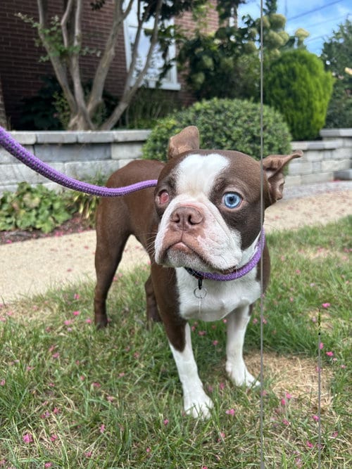 Photo of Baxter, adoptable Boston Terrier in Lancaster, Pennsylvania