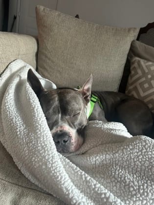 Photo of Burly, adoptable dog in Chamblee, Georgia