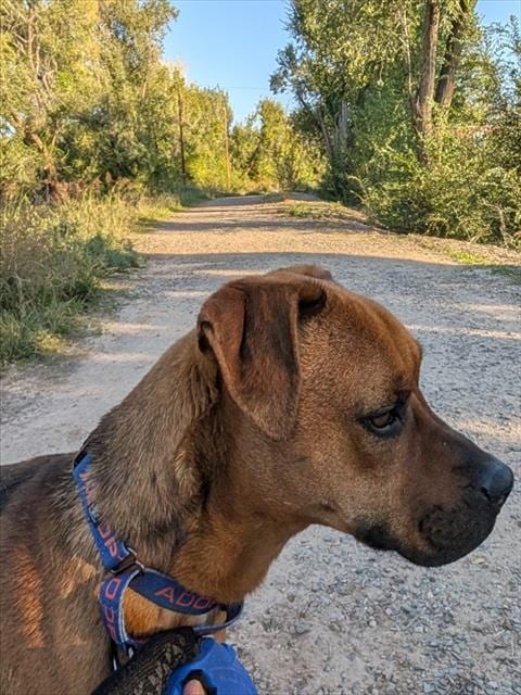 Photo of Casey, adoptable American Pit Bull Terrier in Albuquerque, New Mexico