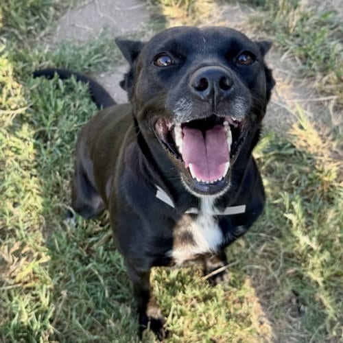 Photo of Ruth, adoptable Labrador Retriever in Houston, Texas