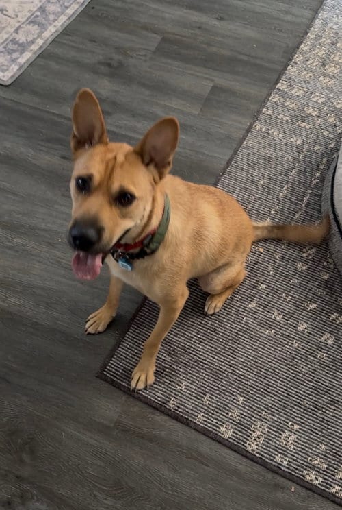 Photo of Buster, adoptable Shepherd in Menifee, California