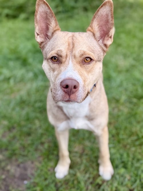 Photo of Mama, adoptable Husky in Manahawkin, New Jersey