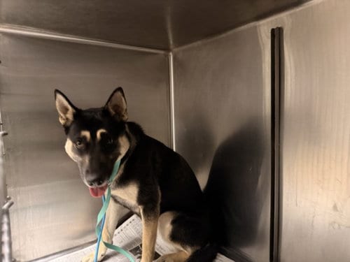Photo of Chedder, adoptable German Shepherd Dog in Van Nuys, California