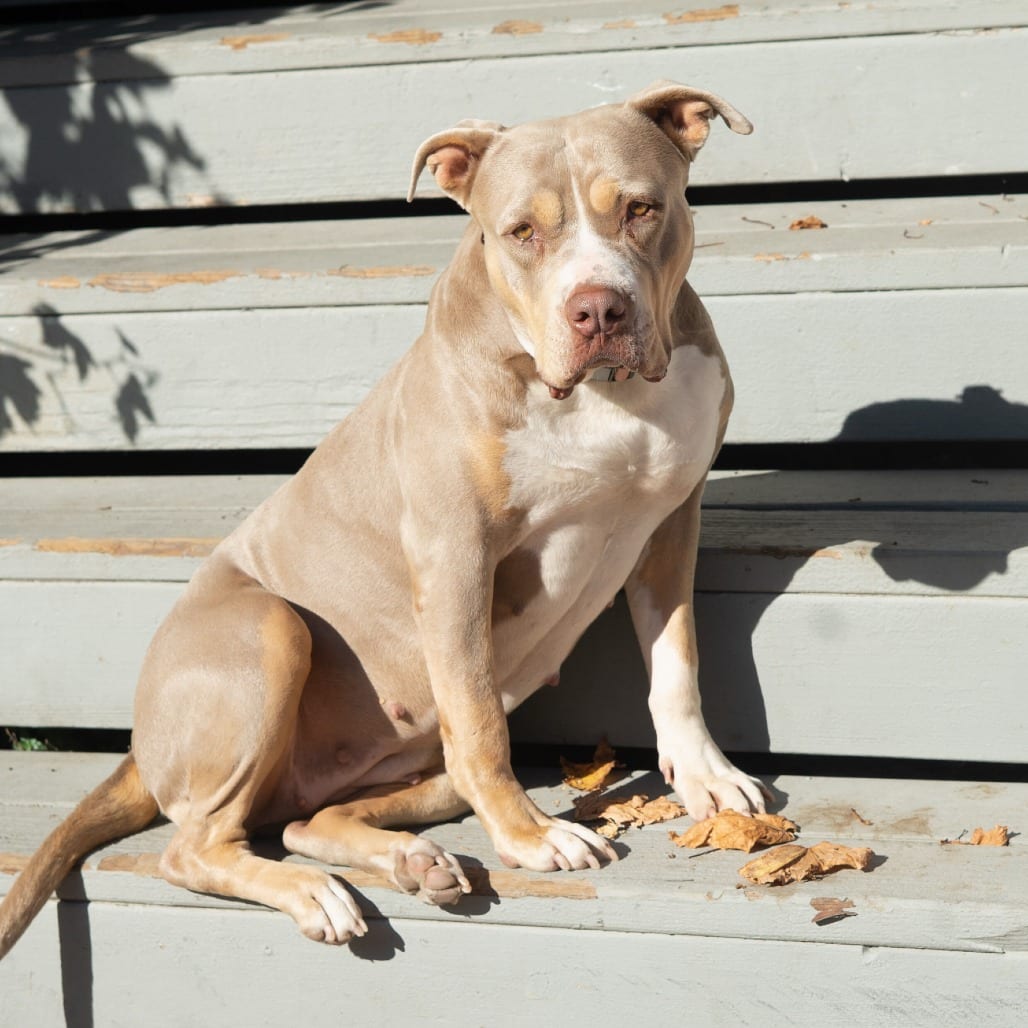 Photo of Maple Ray, adoptable Terrier, Pit Bull / Terrier, American Staffordshire in California, California