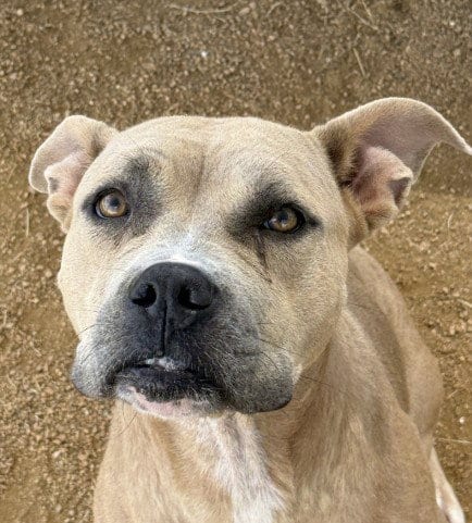 Photo of Eeny, adoptable American Pit Bull Terrier in Killeen, Texas