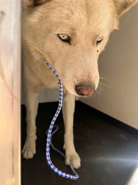 Photo of A172098, adoptable Siberian Husky in Bakersfield, California