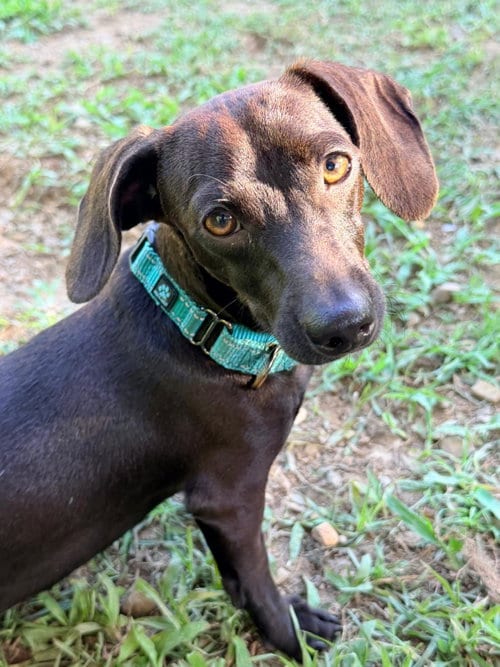 Photo of Luna, adoptable Dachshund in Luquillo, Puerto Rico