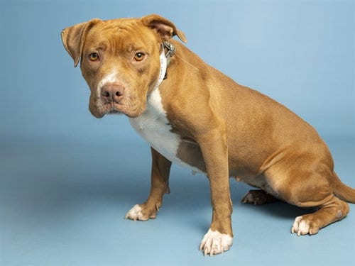 Photo of Strawberry, adoptable American Pit Bull Terrier in Phoenix, Arizona