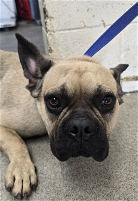 Photo of Samson, adoptable French Bulldog in San Bernardino, California