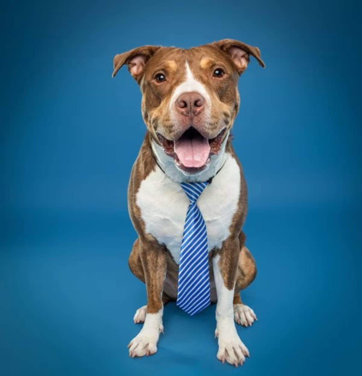 Photo of Randy, adoptable American Pit Bull Terrier American Staffordshire Terrier in Baltimore, Maryland