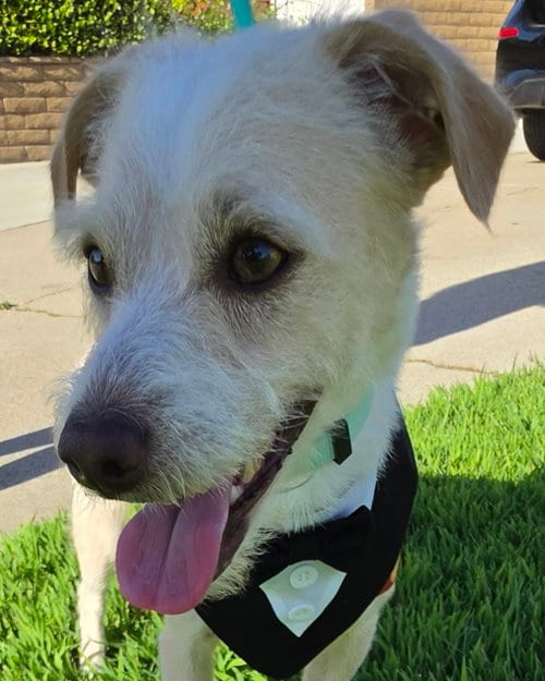 Photo of Otis, adoptable Terrier in Corona, California