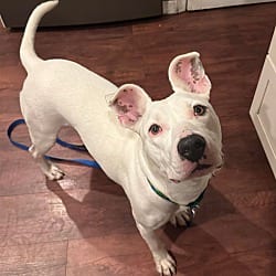 Photo of Jelly Bean, adoptable American Pit Bull Terrier in Lansdale, Pennsylvania