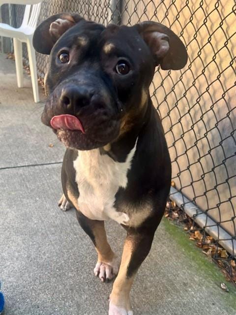 Photo of Niamh, adoptable American Bulldog in Chicago, Illinois