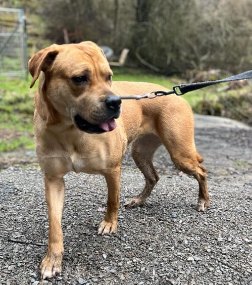 Photo of Mirabel, adoptable Labrador Retriever in Elkins, West Virginia